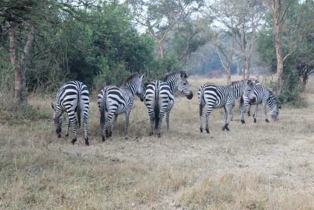 Zebrastreifen-Kehrseite