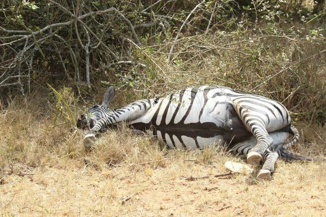 Ist dieses Zebra krank oder gebärend?