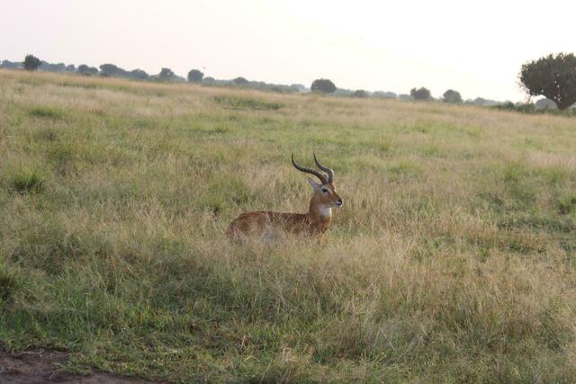 Mating Time für die Uganda Kobs