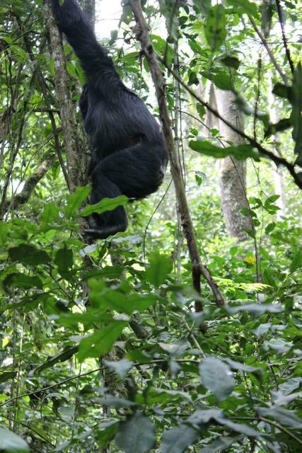 Schimpanse klettert auf Baum