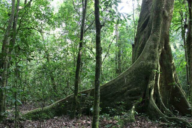 Würgefeige im Kibale Rainforest