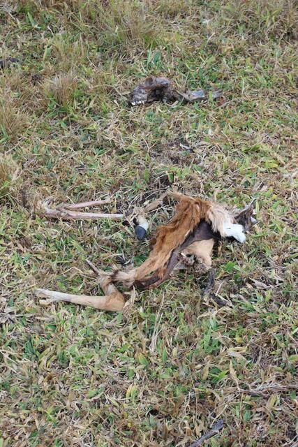 Kadaver eines Impalas - was davon übrig ist