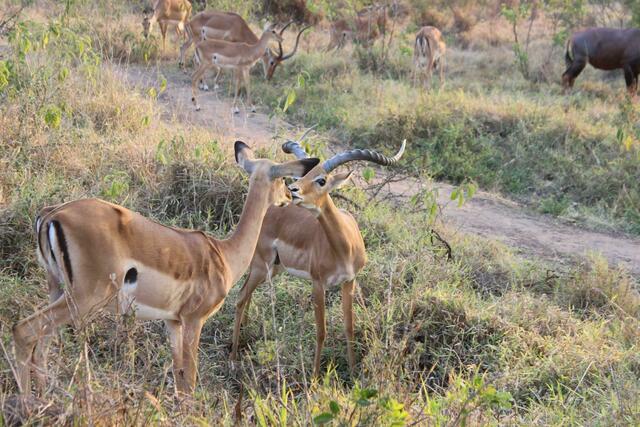 Jaaa, jetzt wird's romantisch. Die Impalas küssen sich.