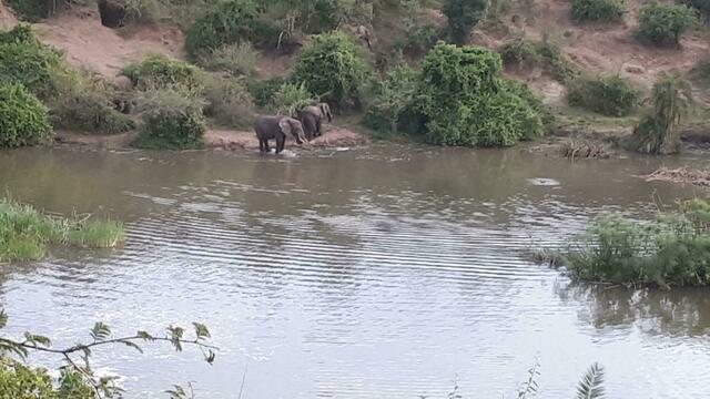 Veranda-Ausblick: Elefanten trinken aus dem Nil