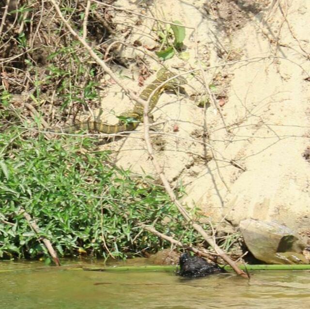 Wer findet die Eidechse? (Nilwaran)