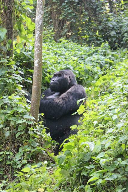 Demonstrativ - dieser Silberrücken ist ein Poser.