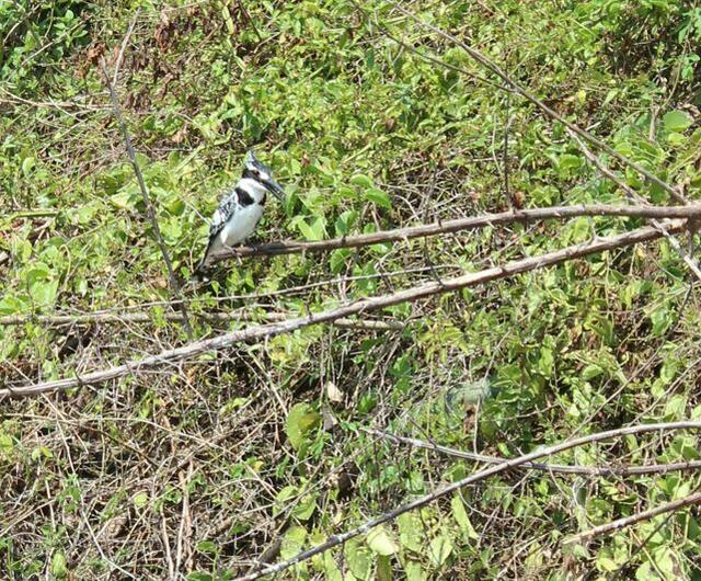 Schwarz-Weiß Kingfisher