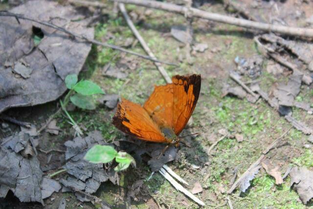 Schmetterling im Bwindi Nationalpark