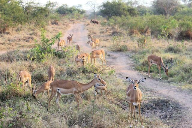 Impalas im Lake Mburo Nationalpark