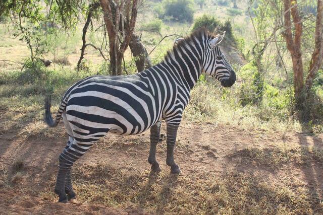Fast meint man, dieses Zebra hat sich Ringelsocken übergestreift.