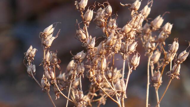 Echtes Johanneskraut