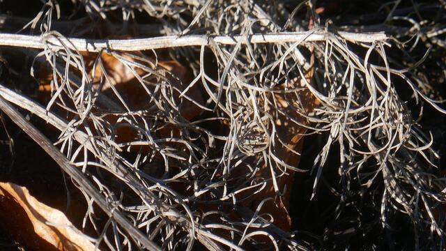 Frühlings-Adonisröschen