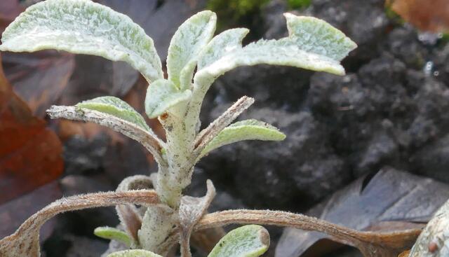 Griechischer Bergtee