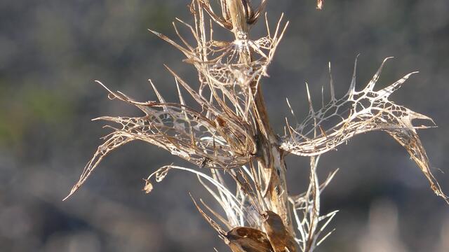Weichblättriger Akanthus
