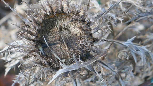 Akanthusblättrige Eberwurz