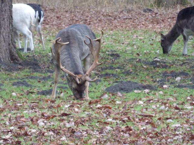 Der Damhirsch lässt sich nicht stören
