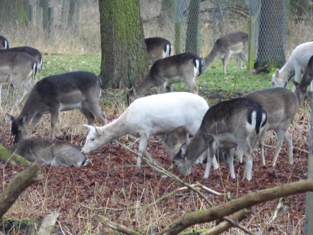 Das Damwild bleibt gelassen