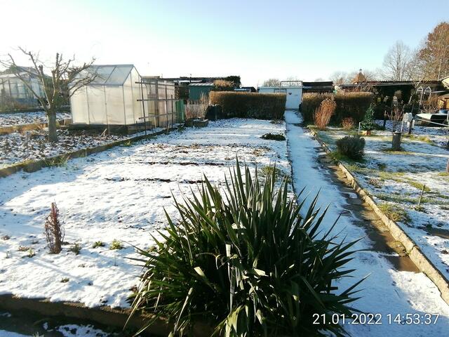 21.1.2022 !!! Gartenschau - Sonntagsbilder 2021 !!!  Die Temp­eraturen in Nebra steigen heute maximal auf 6 Grad Celsius.
In der Nacht wird mit 3°C die Tiefst­temperatur erreicht. Die Niederschlags­wahrscheinlichkeit beträgt 55% und die Niederschlags­mengen sind mit 1,6 l/m² berechnet. Zudem liegt die heutige Luft­feuchtigkeit bei 92%.
Sonnen­aufgang ist um 08:04 Uhr, Sonnen­untergang um 16:44 Uhr.
Dazwischen lässt sich die Sonne nicht sehen. Der Wind weht mit 14 km/h aus Nord-West. | Foto: MW-FotoNebra