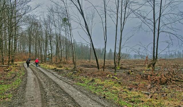 auf dem Stadtweg, vom Wald ist nicht viel übrig geblieben