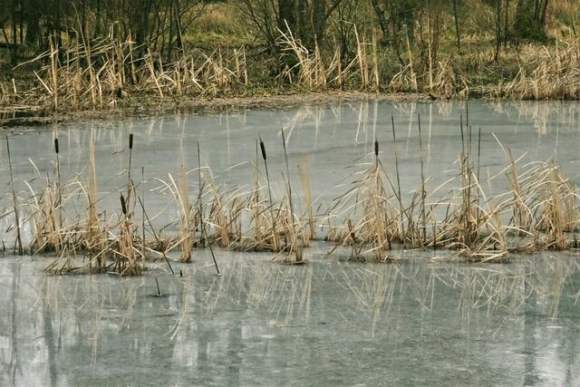eine kleine Insel mit Bumskeulen hat sich in dem Teich gebildet