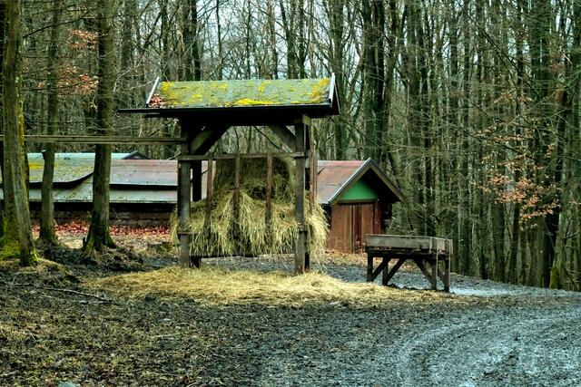 Wildfütterung am Tanngarten