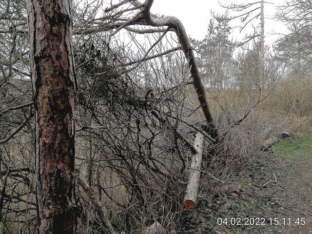 Unsere Altenburg gleicht einem Geisterwald im Februar 2022.
Die Stürme der letzten Wochen haben einen gewaltigen Schaden angerichtet und der Borkenkäfer hat den Bäumen den letzten Rest gegeben !