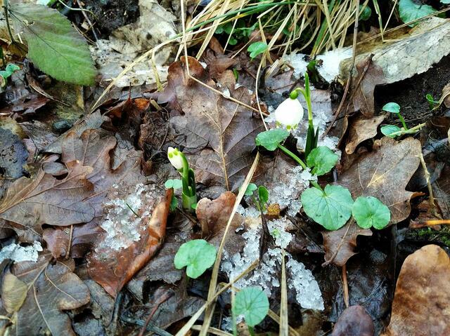 Schneereste von der letzten Nacht erschrecken die Frühblüher