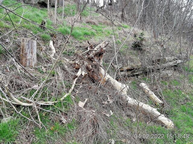 Unsere Altenburg gleicht einem Geisterwald im Februar 2022.
Die Stürme der letzten Wochen haben einen gewaltigen Schaden angerichtet und der Borkenkäfer hat den Bäumen den letzten Rest gegeben !