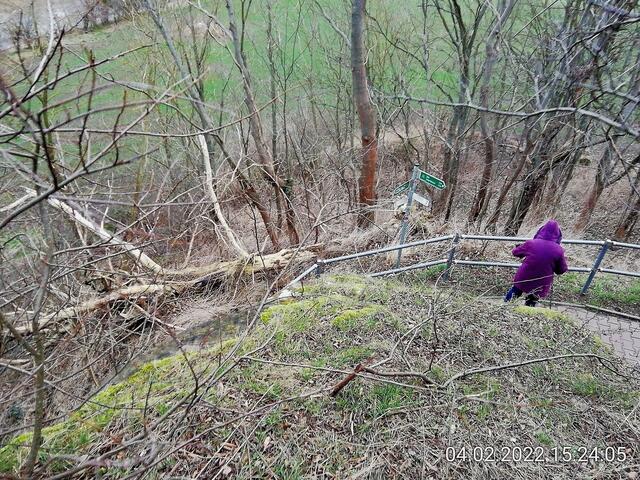 Unsere Altenburg gleicht einem Geisterwald im Februar 2022.
Die Stürme der letzten Wochen haben einen gewaltigen Schaden angerichtet und der Borkenkäfer hat den Bäumen den letzten Rest gegeben !