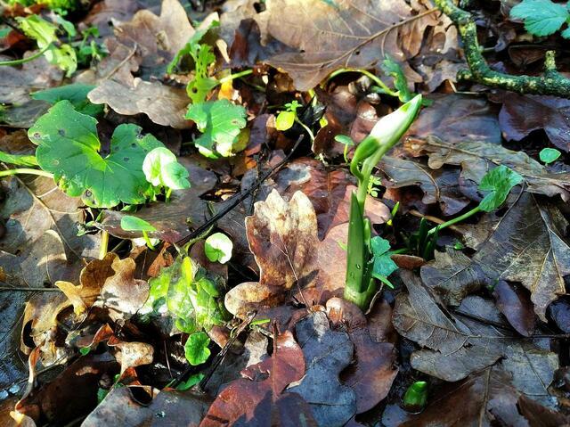 Eine Märzenbecherblüte schlüpft aus der Verpackung