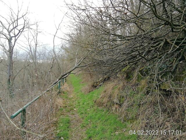 Unsere Altenburg gleicht einem Geisterwald im Februar 2022.
Die Stürme der letzten Wochen haben einen gewaltigen Schaden angerichtet und der Borkenkäfer hat den Bäumen den letzten Rest gegeben !