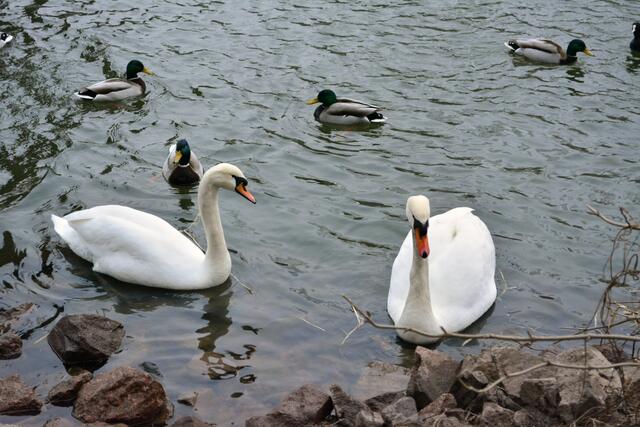 Höckerschwan, Cygnus olor und Stockenten, Anas platyrhynchos