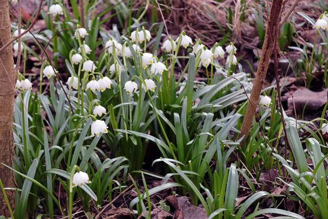 Märzenbecher, 
Leucojum vernum