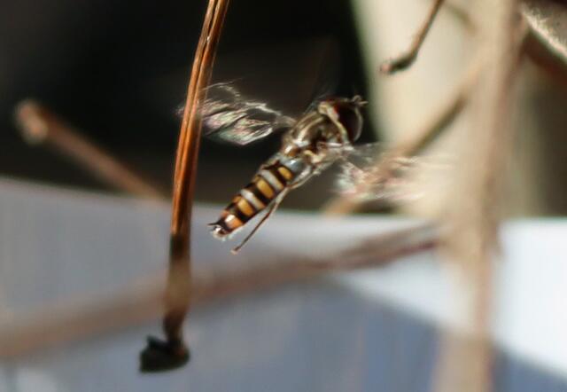 Schwebfliege, Syrphidae