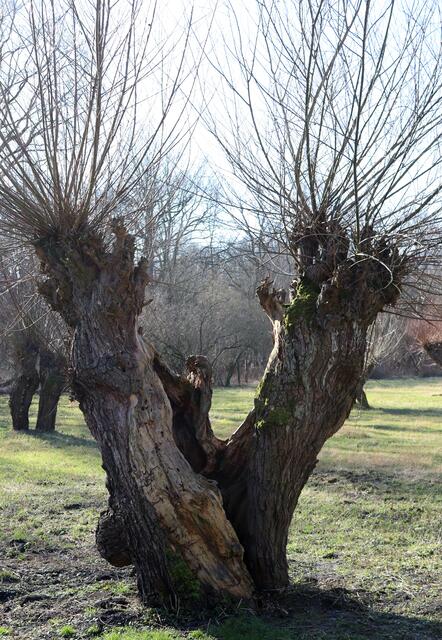 uralte Weide, Salix, auf der Märchenwiese
