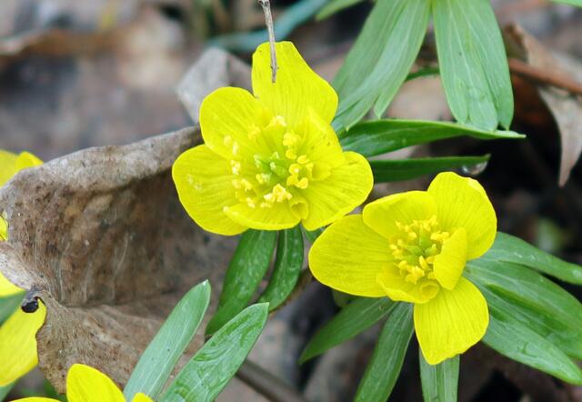 Winterlinge, Eranthis hyemalis