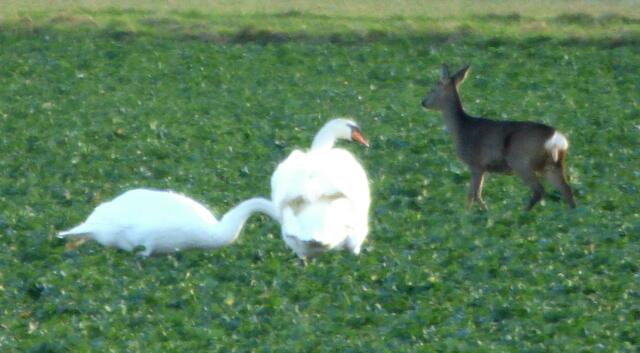 Da gehen die Rehe lieber fort.