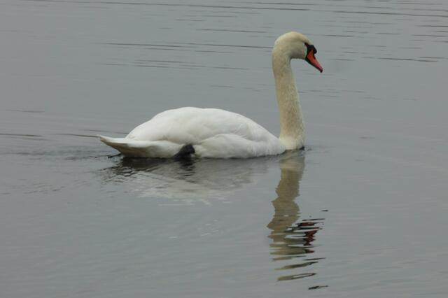 Der Höckerschwan auf dem Wasser