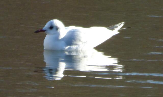 Die Silbermöwe hat gerne Gesellschaft