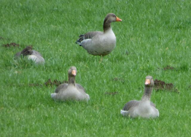 Diese Wiese ist besetzt
