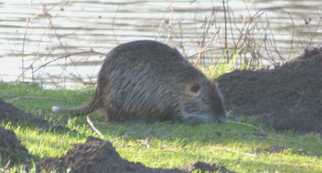 Der Nutria  frisst auch Gras