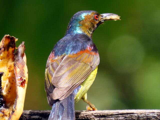 Braunhals Nektarvogel