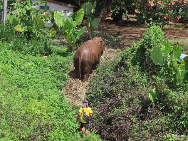 Der Mahout bring ihn ins Lager !