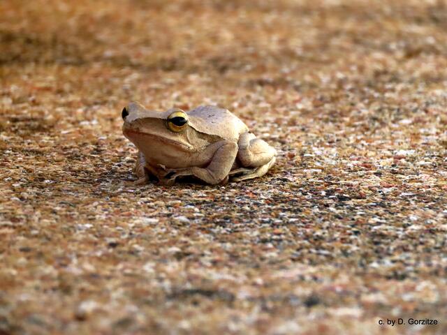 Weißwangenruderfrosch