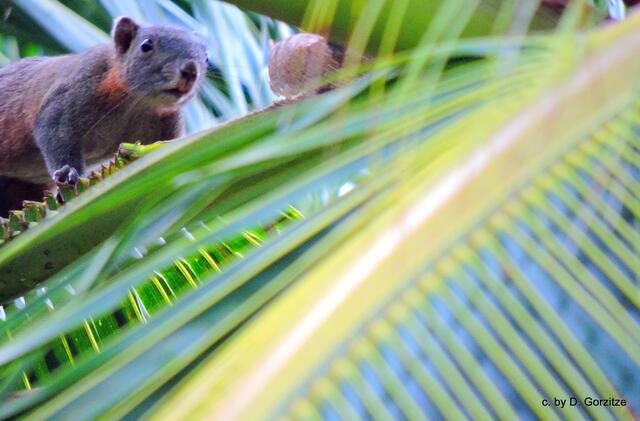 Asiatisches Eichhörnchen