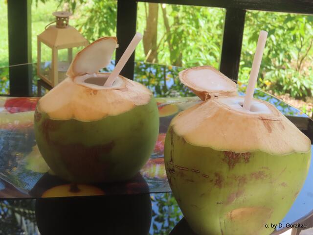Kokoswasser,ein sehr gesunder Drink!