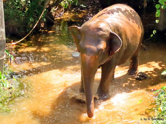 Ein Elefant wird gebadet!