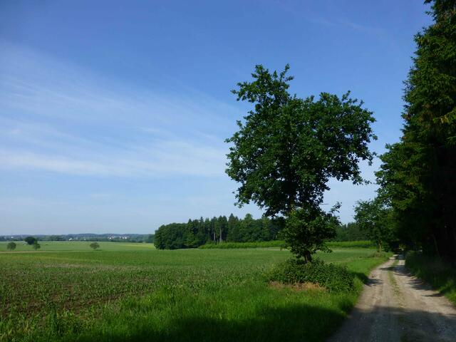 Am Waldrand entlang