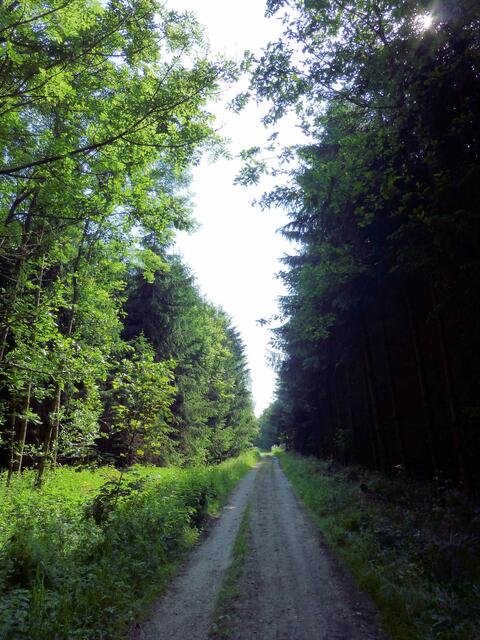 Es geht geradeaus in den Wald hinein