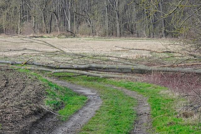 hier konnte ein Baum nicht mehr dem Sturm trotzen